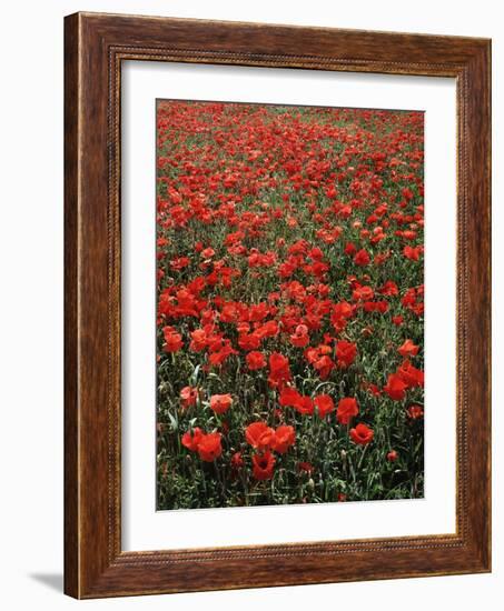 Field of Red Poppies-Adrian Bicker-Framed Photographic Print