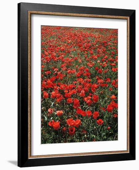 Field of Red Poppies-Adrian Bicker-Framed Photographic Print