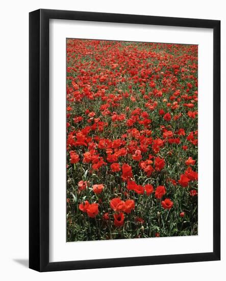 Field of Red Poppies-Adrian Bicker-Framed Photographic Print