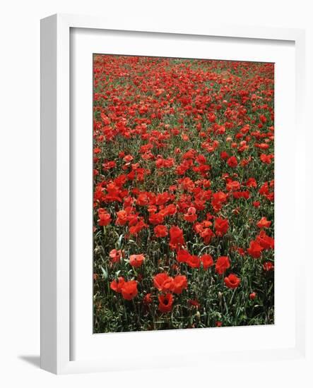 Field of Red Poppies-Adrian Bicker-Framed Photographic Print