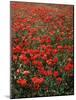 Field of Red Poppies-Adrian Bicker-Mounted Photographic Print