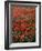 Field of Red Poppies-Adrian Bicker-Framed Photographic Print