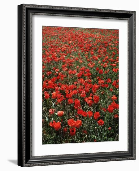 Field of Red Poppies-Adrian Bicker-Framed Photographic Print