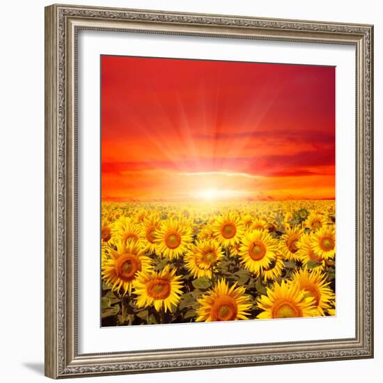 Field of Sunflowers and Sun in the Blue Sky.-Ale-ks-Framed Premium Photographic Print