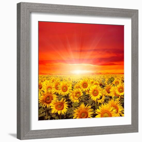 Field of Sunflowers and Sun in the Blue Sky.-Ale-ks-Framed Premium Photographic Print