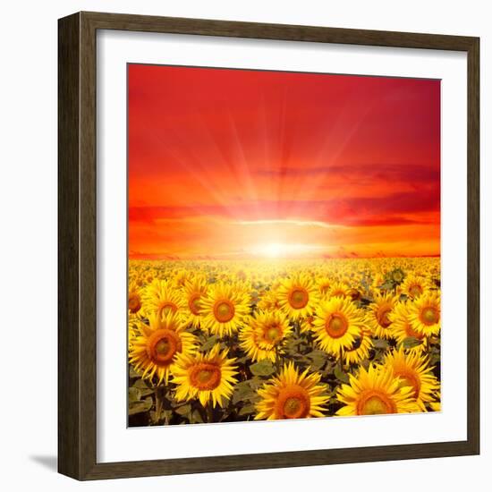 Field of Sunflowers and Sun in the Blue Sky.-Ale-ks-Framed Premium Photographic Print