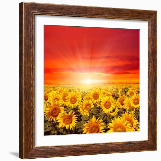 Field of Sunflowers and Sun in the Blue Sky.-Ale-ks-Framed Premium Photographic Print