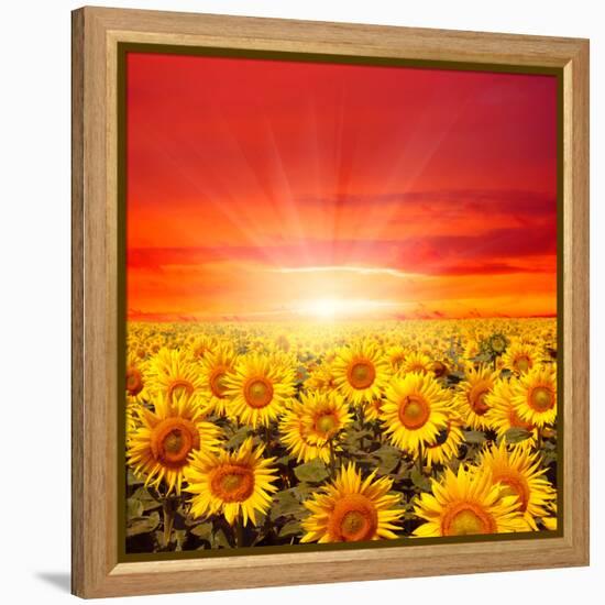 Field of Sunflowers and Sun in the Blue Sky.-Ale-ks-Framed Premier Image Canvas