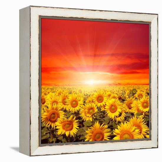 Field of Sunflowers and Sun in the Blue Sky.-Ale-ks-Framed Premier Image Canvas