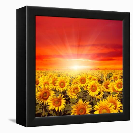 Field of Sunflowers and Sun in the Blue Sky.-Ale-ks-Framed Premier Image Canvas