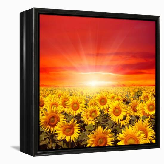 Field of Sunflowers and Sun in the Blue Sky.-Ale-ks-Framed Premier Image Canvas