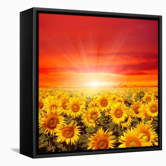 Field of Sunflowers and Sun in the Blue Sky.-Ale-ks-Framed Premier Image Canvas