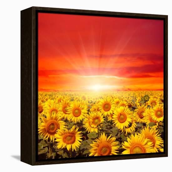 Field of Sunflowers and Sun in the Blue Sky.-Ale-ks-Framed Premier Image Canvas