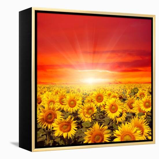 Field of Sunflowers and Sun in the Blue Sky.-Ale-ks-Framed Premier Image Canvas