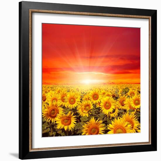 Field of Sunflowers and Sun in the Blue Sky.-Ale-ks-Framed Photographic Print