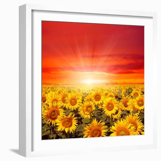 Field of Sunflowers and Sun in the Blue Sky.-Ale-ks-Framed Photographic Print