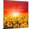 Field of Sunflowers and Sun in the Blue Sky.-Ale-ks-Mounted Photographic Print