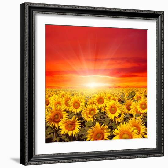 Field of Sunflowers and Sun in the Blue Sky.-Ale-ks-Framed Photographic Print