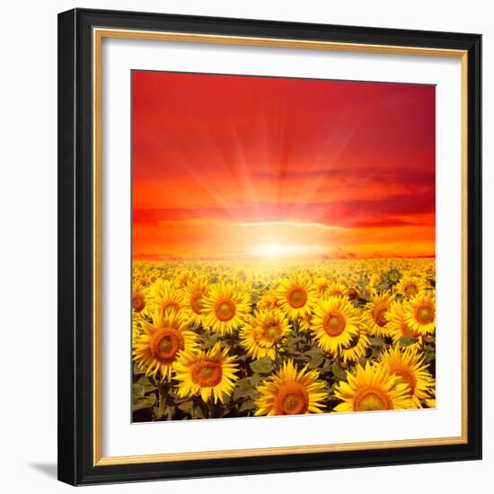 Field of Sunflowers and Sun in the Blue Sky.-Ale-ks-Framed Photographic Print