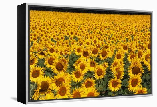 Field of Sunflowers, France-Tony Craddock-Framed Premier Image Canvas