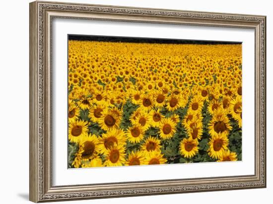 Field of Sunflowers, France-Tony Craddock-Framed Photographic Print