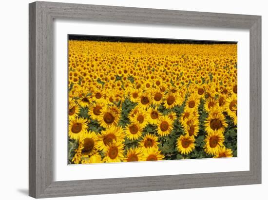 Field of Sunflowers, France-Tony Craddock-Framed Photographic Print