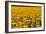 Field of Sunflowers, France-Tony Craddock-Framed Photographic Print