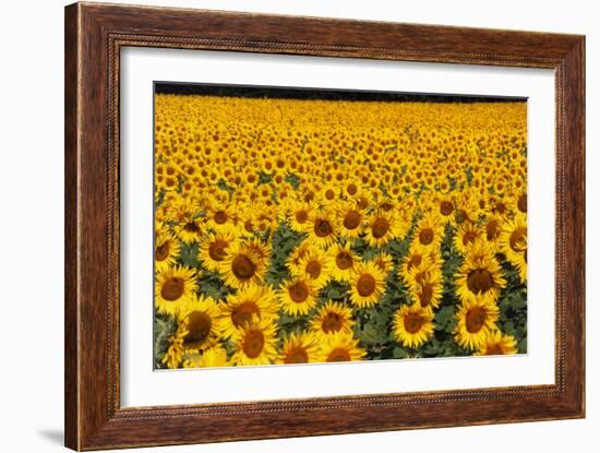 Field of Sunflowers, France-Tony Craddock-Framed Photographic Print
