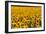 Field of Sunflowers, France-Tony Craddock-Framed Photographic Print