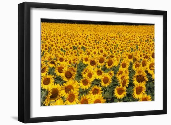 Field of Sunflowers, France-Tony Craddock-Framed Photographic Print