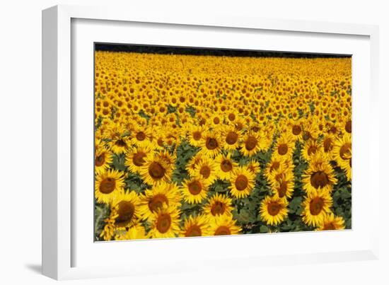 Field of Sunflowers, France-Tony Craddock-Framed Photographic Print