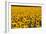 Field of Sunflowers, France-Tony Craddock-Framed Photographic Print