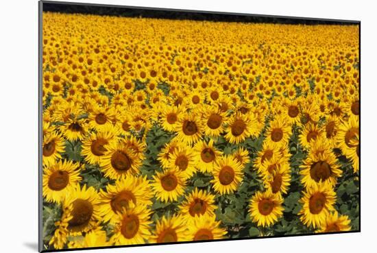 Field of Sunflowers, France-Tony Craddock-Mounted Photographic Print