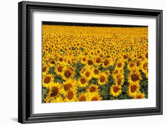 Field of Sunflowers, France-Tony Craddock-Framed Photographic Print