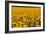 Field of Sunflowers, France-Tony Craddock-Framed Photographic Print