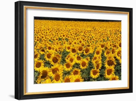 Field of Sunflowers, France-Tony Craddock-Framed Photographic Print