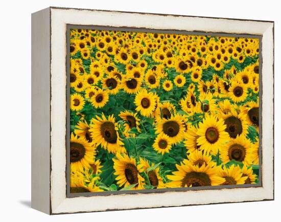 Field of Sunflowers, Frankfort, Kentucky, USA-Adam Jones-Framed Premier Image Canvas