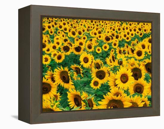 Field of Sunflowers, Frankfort, Kentucky, USA-Adam Jones-Framed Premier Image Canvas