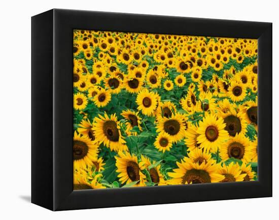 Field of Sunflowers, Frankfort, Kentucky, USA-Adam Jones-Framed Premier Image Canvas