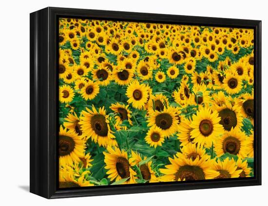 Field of Sunflowers, Frankfort, Kentucky, USA-Adam Jones-Framed Premier Image Canvas