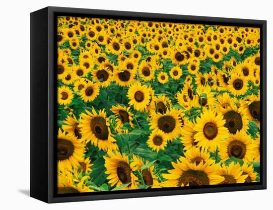 Field of Sunflowers, Frankfort, Kentucky, USA-Adam Jones-Framed Premier Image Canvas