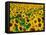 Field of Sunflowers, Frankfort, Kentucky, USA-Adam Jones-Framed Premier Image Canvas