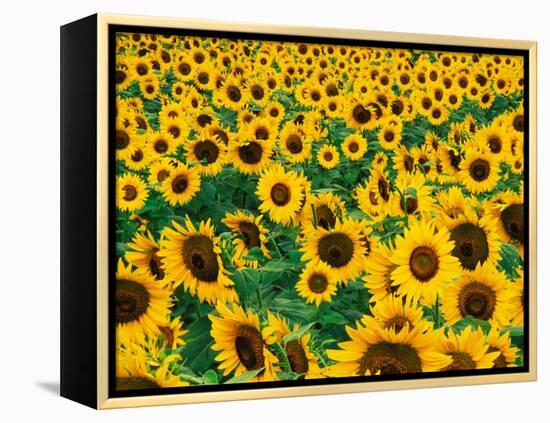 Field of Sunflowers, Frankfort, Kentucky, USA-Adam Jones-Framed Premier Image Canvas