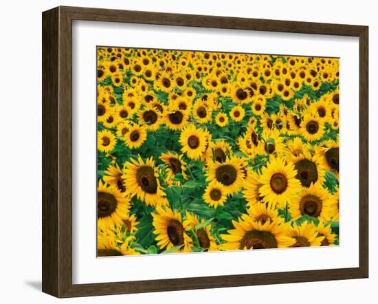 Field of Sunflowers, Frankfort, Kentucky, USA-Adam Jones-Framed Photographic Print