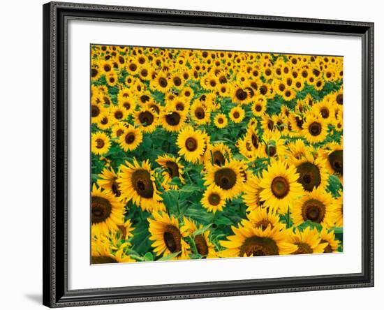 Field of Sunflowers, Frankfort, Kentucky, USA-Adam Jones-Framed Photographic Print