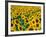 Field of Sunflowers, Frankfort, Kentucky, USA-Adam Jones-Framed Photographic Print