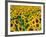 Field of Sunflowers, Frankfort, Kentucky, USA-Adam Jones-Framed Photographic Print