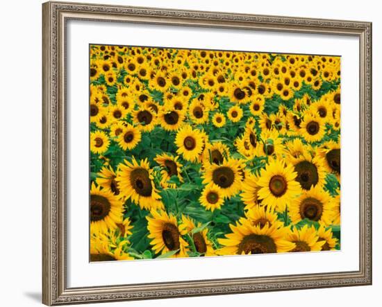 Field of Sunflowers, Frankfort, Kentucky, USA-Adam Jones-Framed Photographic Print