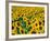 Field of Sunflowers, Frankfort, Kentucky, USA-Adam Jones-Framed Photographic Print