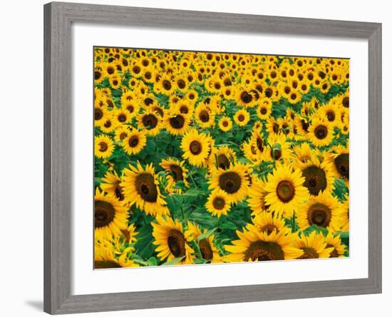 Field of Sunflowers, Frankfort, Kentucky, USA-Adam Jones-Framed Photographic Print